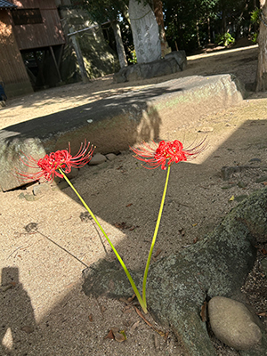 彼岸花写真